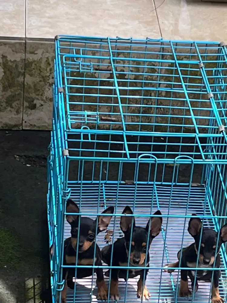 minipincher jantan dan betina