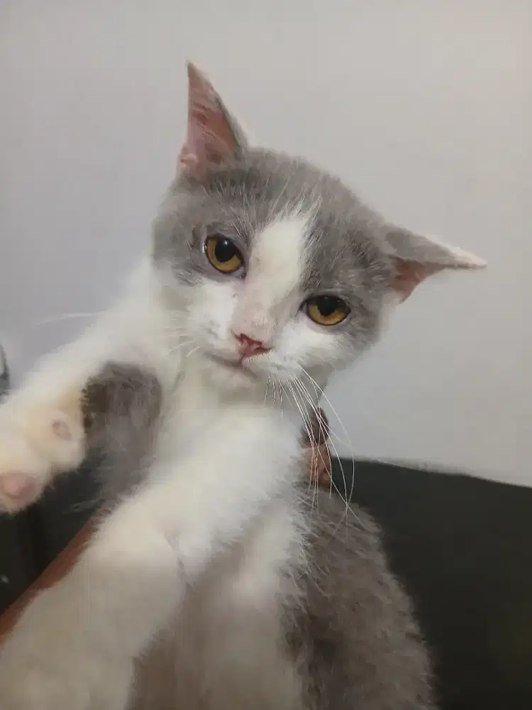 Bsh bico blue jantan