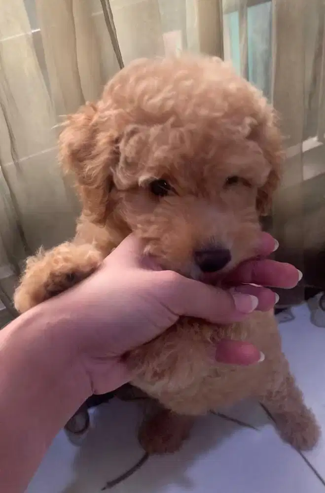 Baby poodle toy