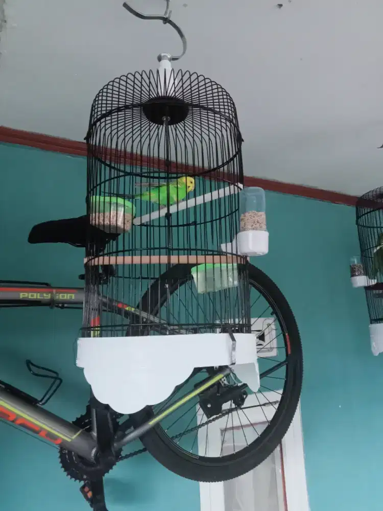 Burung parkit gacorrr