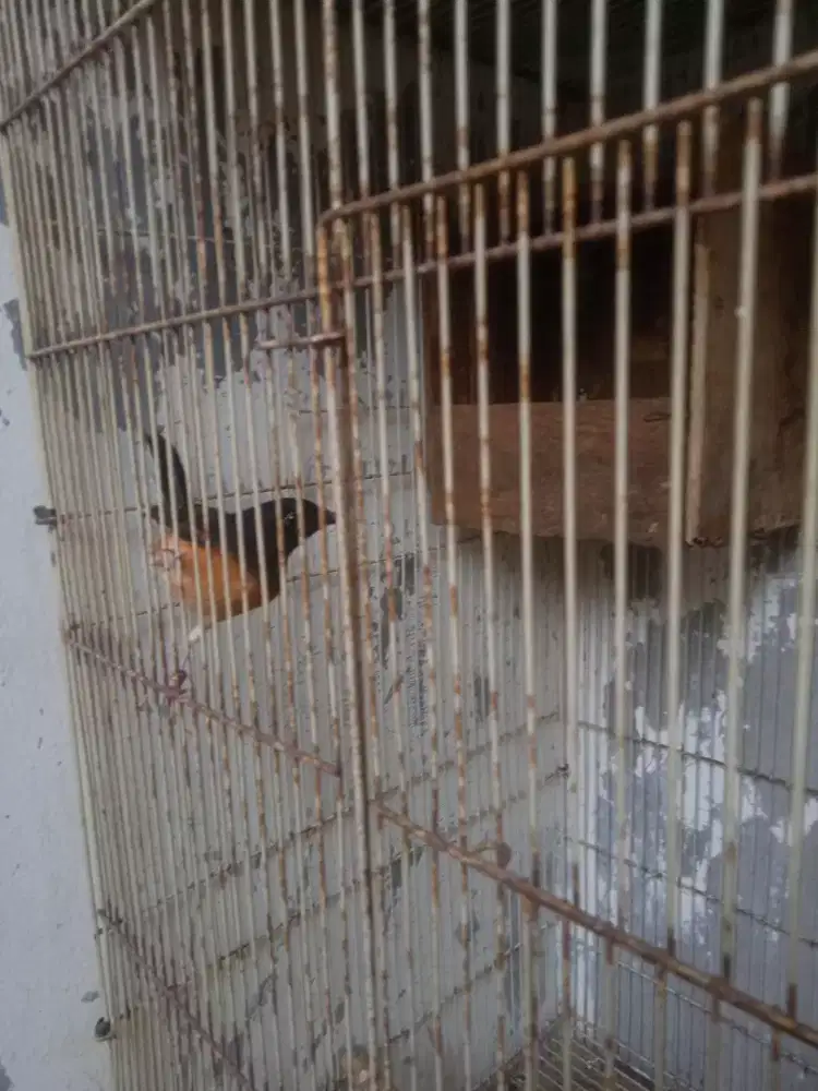 Murai Medan Betina Siapan