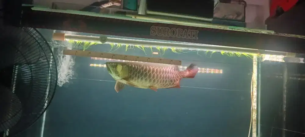 Arowana golden red jumbo gemoy