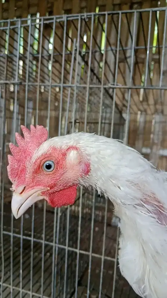 Ayam Putih Mulus Tembus