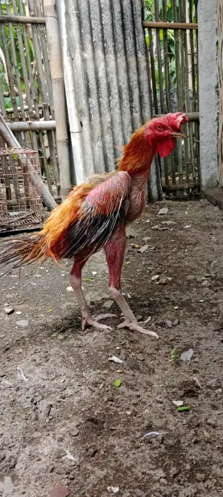 Ayam Rajekwesi Cemara Bulu Jarum