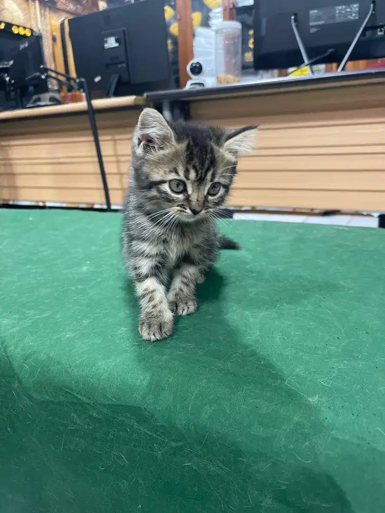 Kucing kitten n dewasa