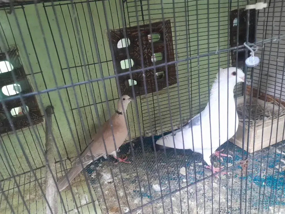 Merpati dan puter sejodoh