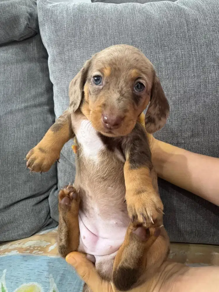 Open Adopt Pure mini Tekel High Quality