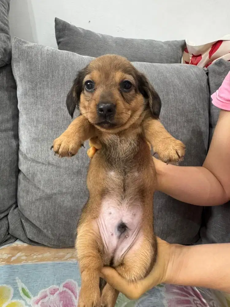 Open adopt Pure tekel Stambun