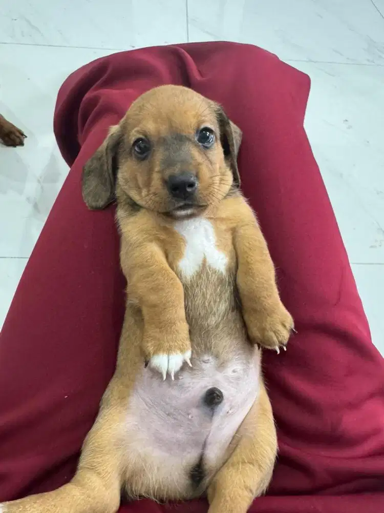 Open Adopt Stambun Pure Mini Tekel Good Quality