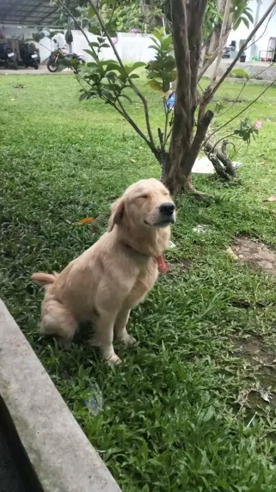 Betina golden ( bogor)