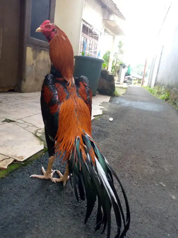 AYAM BANGKOK KLASIK ISTIMEWA