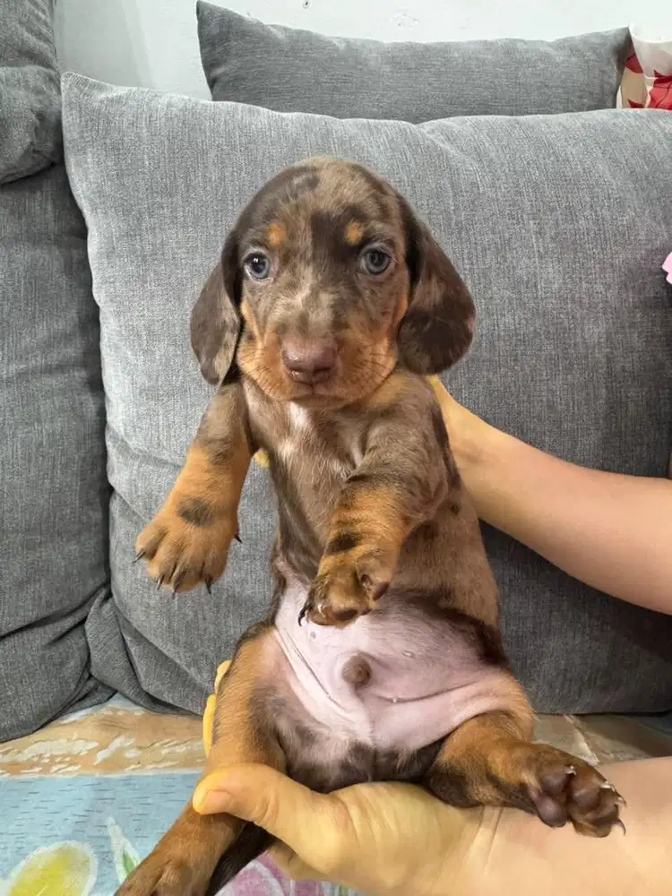 Open Adopt Stambun Pure Mini Tekel