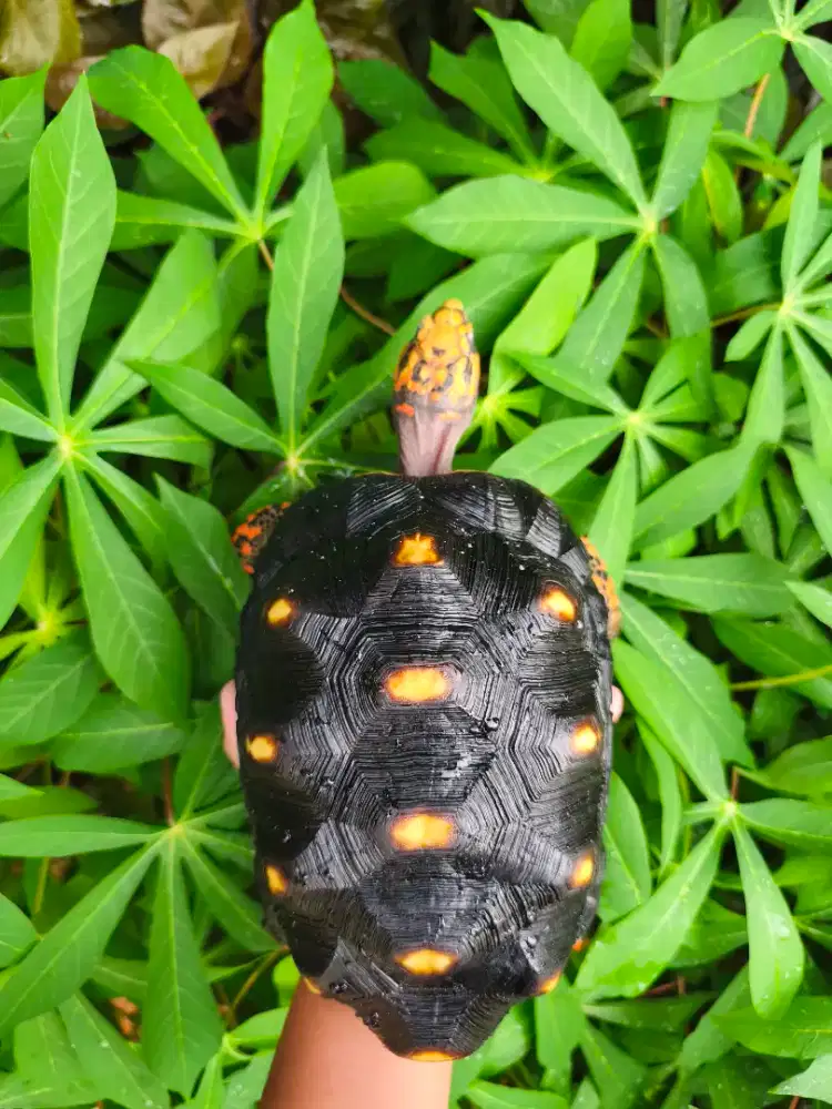 Kura Kura Darat Red Foot Jantan