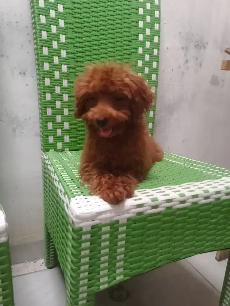 Red poodle jantan