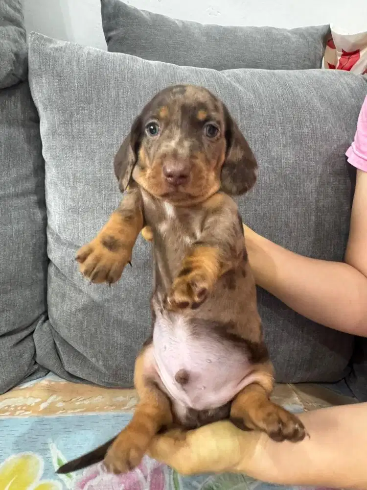 Open Adopt Stambun Pure Tekel