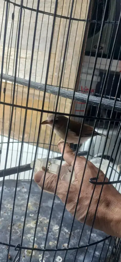 Kandang isi SL lokal