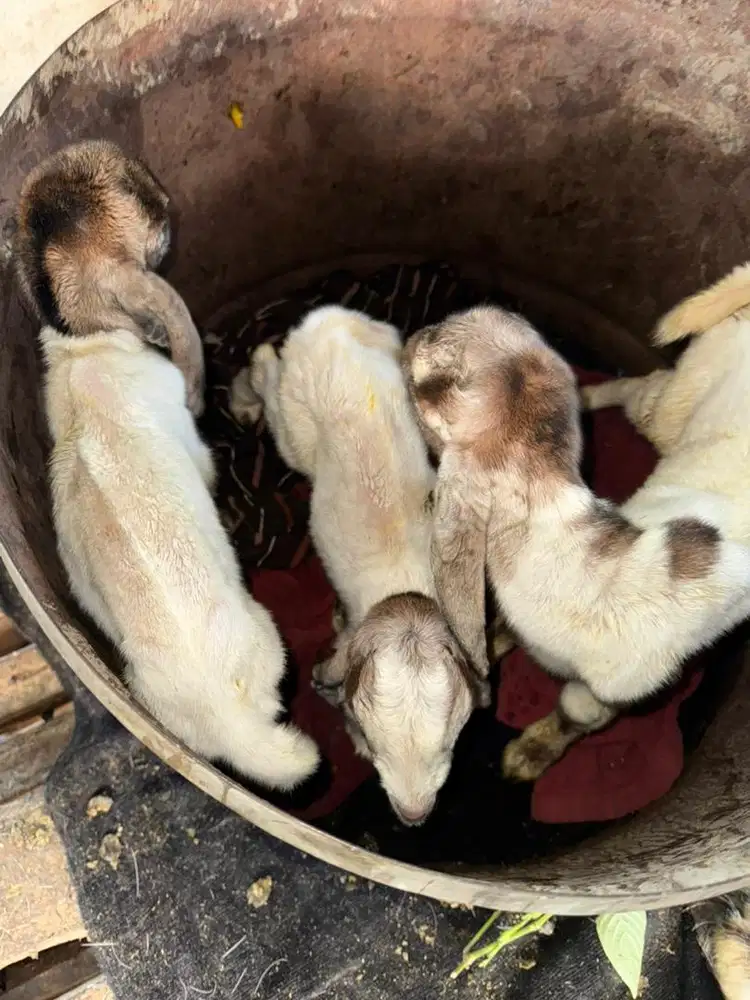 Lowongan Kerja Ngarit Rumput