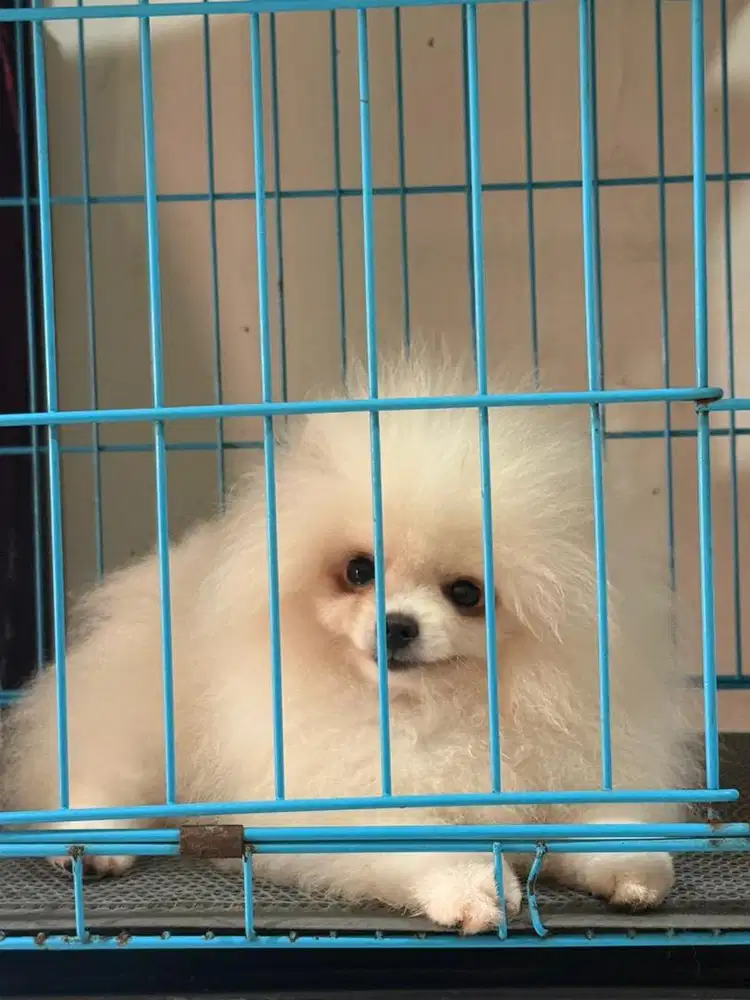 Pomeranian Jantan 5bln