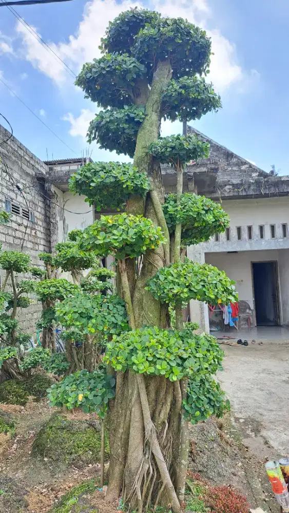 Jual Bonsai Dolar Taman Terlengkap