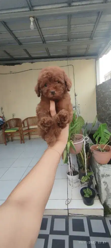 Toy poodle jantan betina