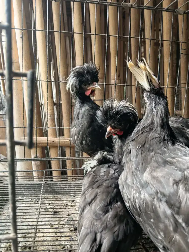 Ayam polandia remaja