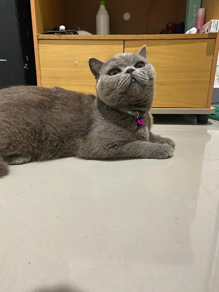 Adopt Kucing BSH peliharaan sendiri