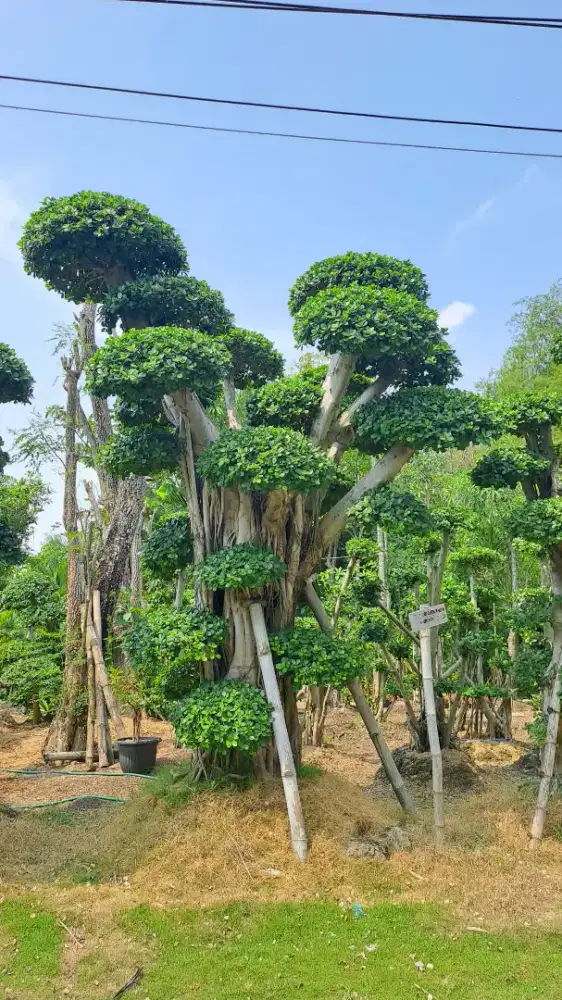 Bonsai Dolar Taman Terlengkap