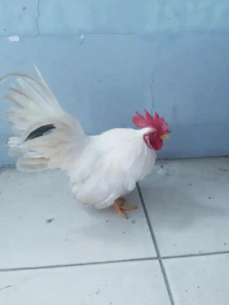 Ayam kate putih kaki kuning