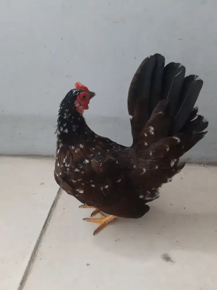 Betina kate coklat ada bintik putih menawan