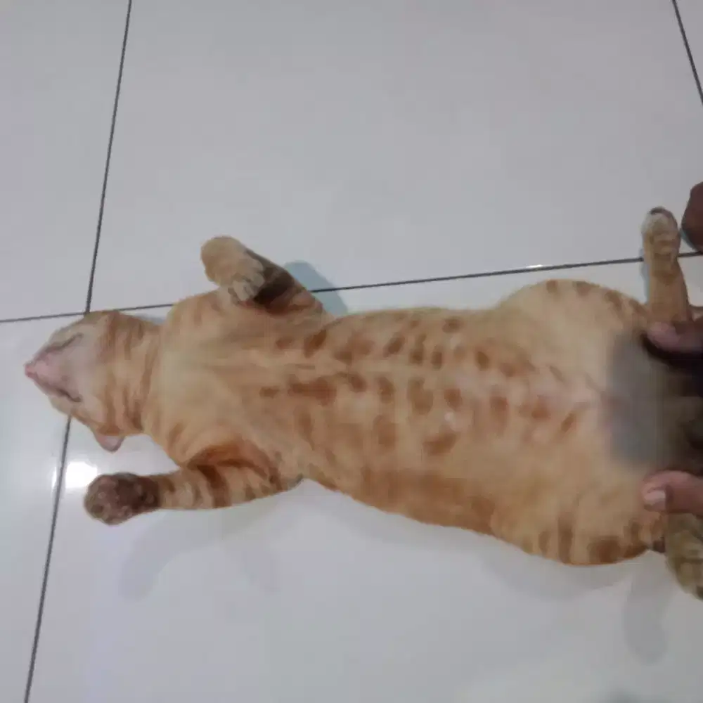 Loker art PP lokasi elok