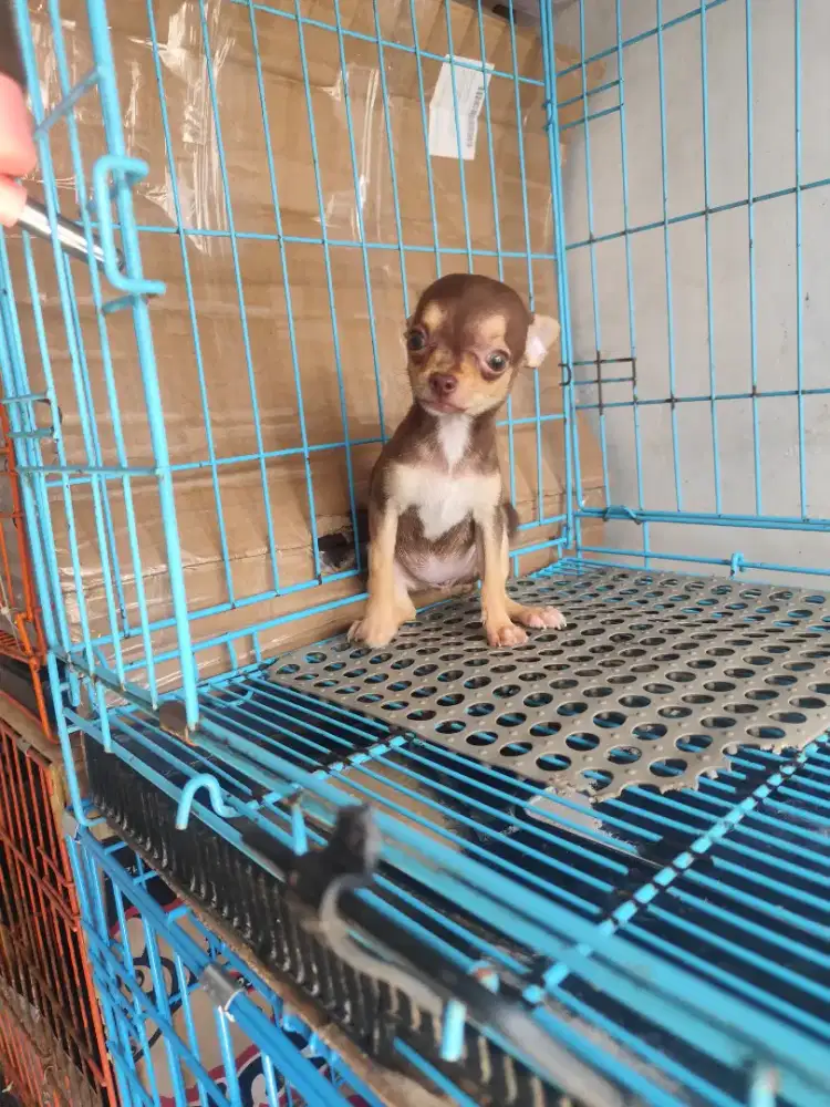 Chihuahua teacup betina