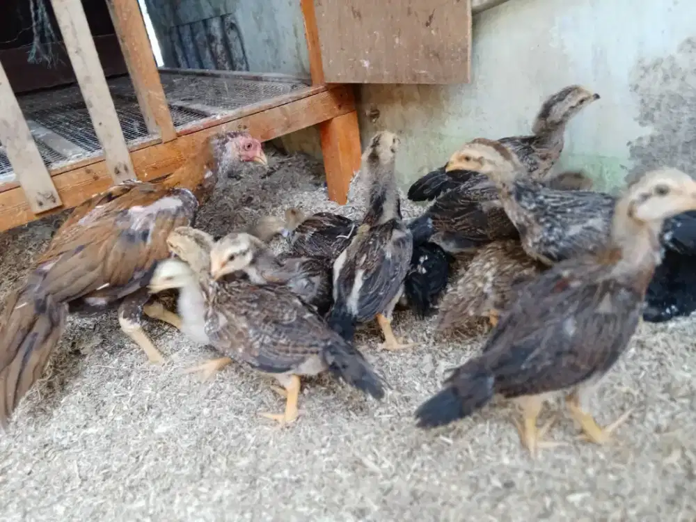 Anak ayam usia sebulan lebih