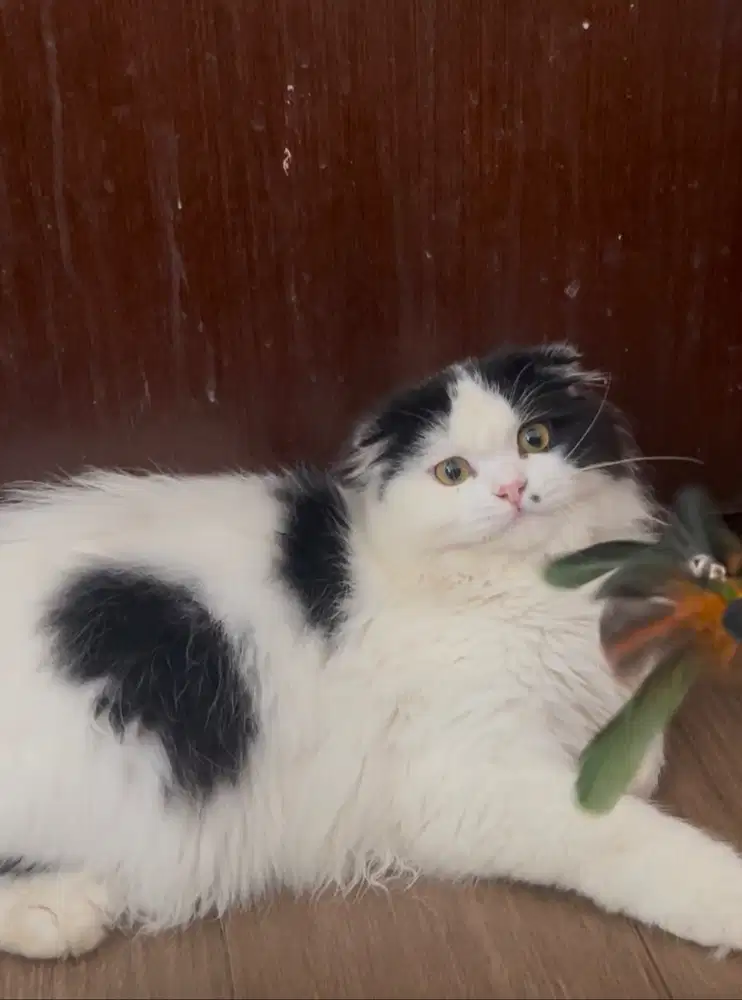 Scottish fold jantan 9 bulan black white bico scotish indukan kucing