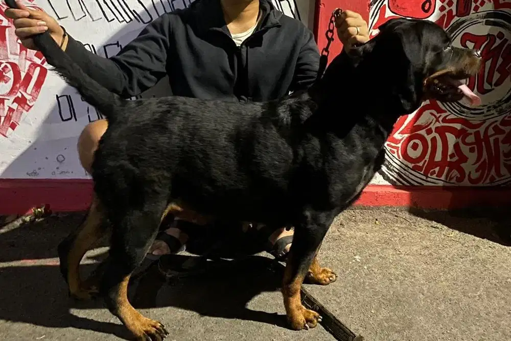 Rottweiler Betina