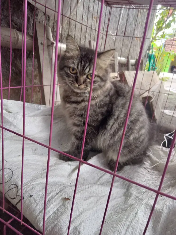 Jantan remaja.. silahkan diambil..