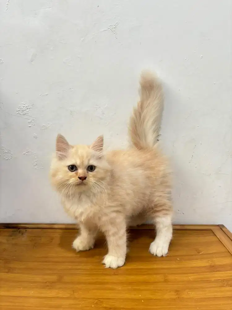 Kucing flatnose bigbone