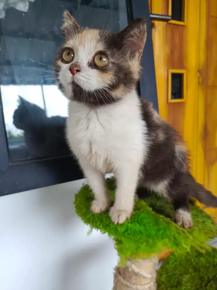 Bsh kalico line import