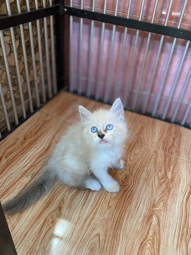 himalaya blue eye jantan