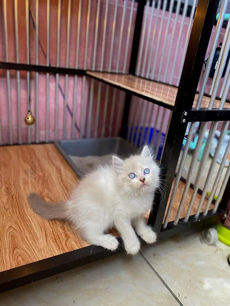 kitten ragdol jantan