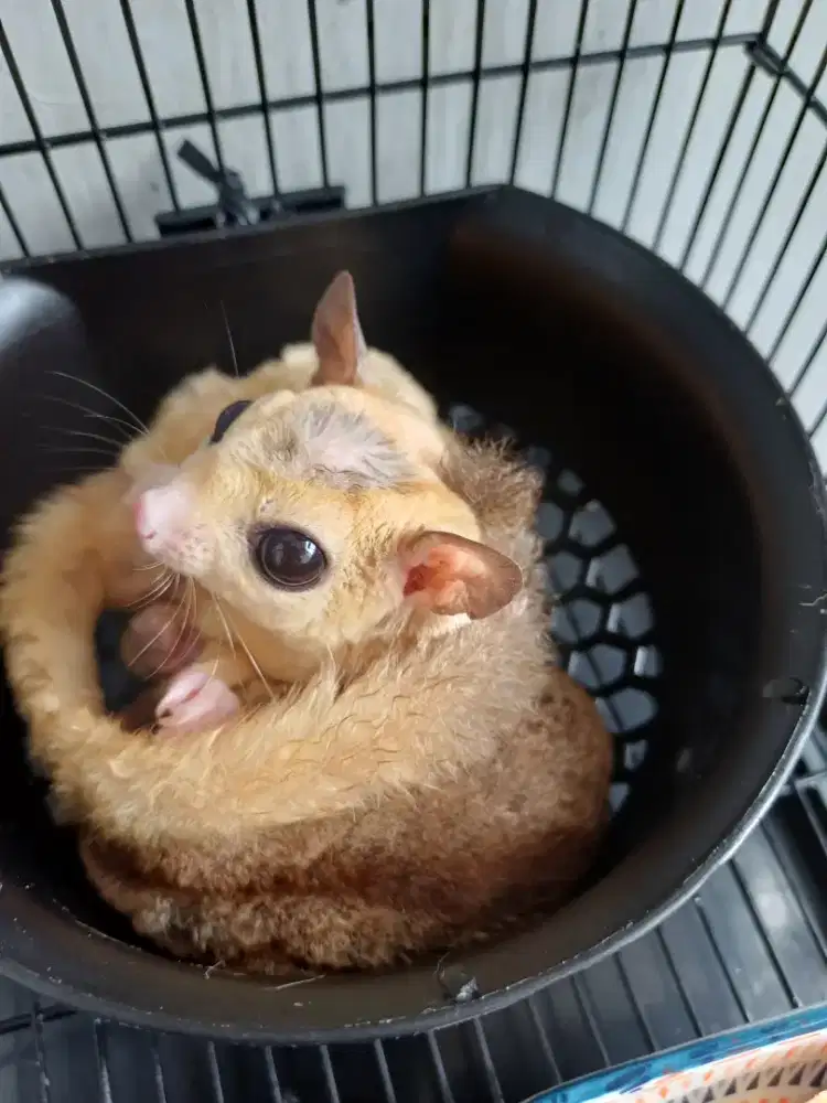 Jual SG sepasang ( CG & Leucistic)