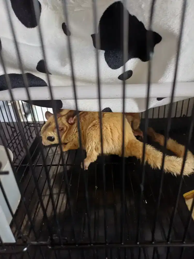 Jual SG sepasang ( CG & Leucistic)