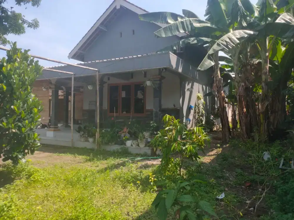 Jual rumah bonus pekarangan