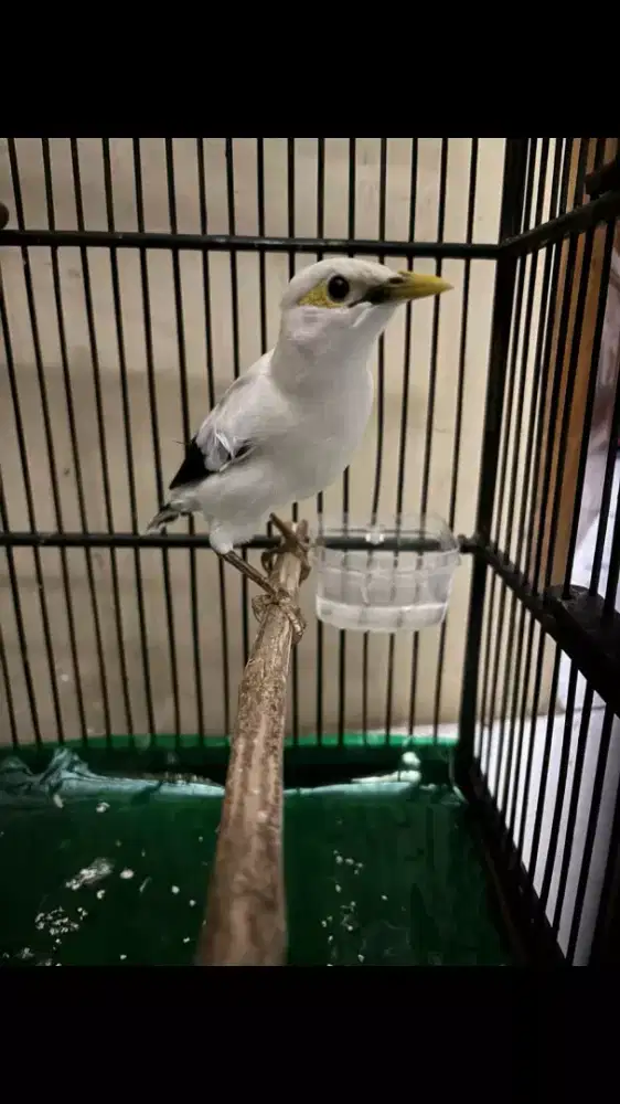 Burung Jalak plus Kandang