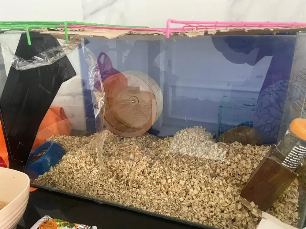aquarium + 2 hamster