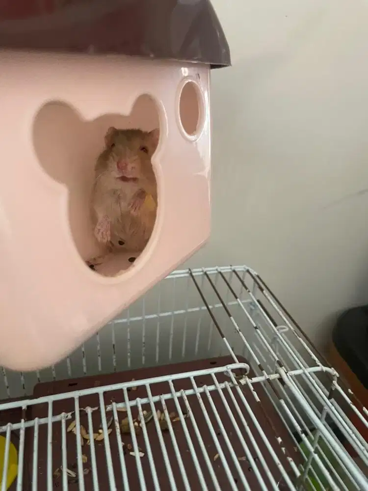 kandang hamster + 1 hamster