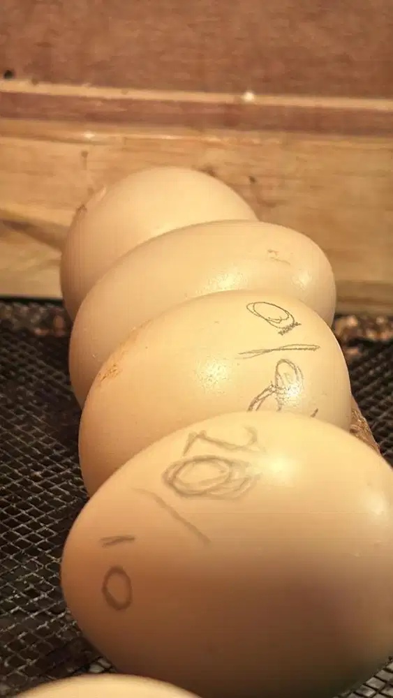 Telur fertil golden pheasant