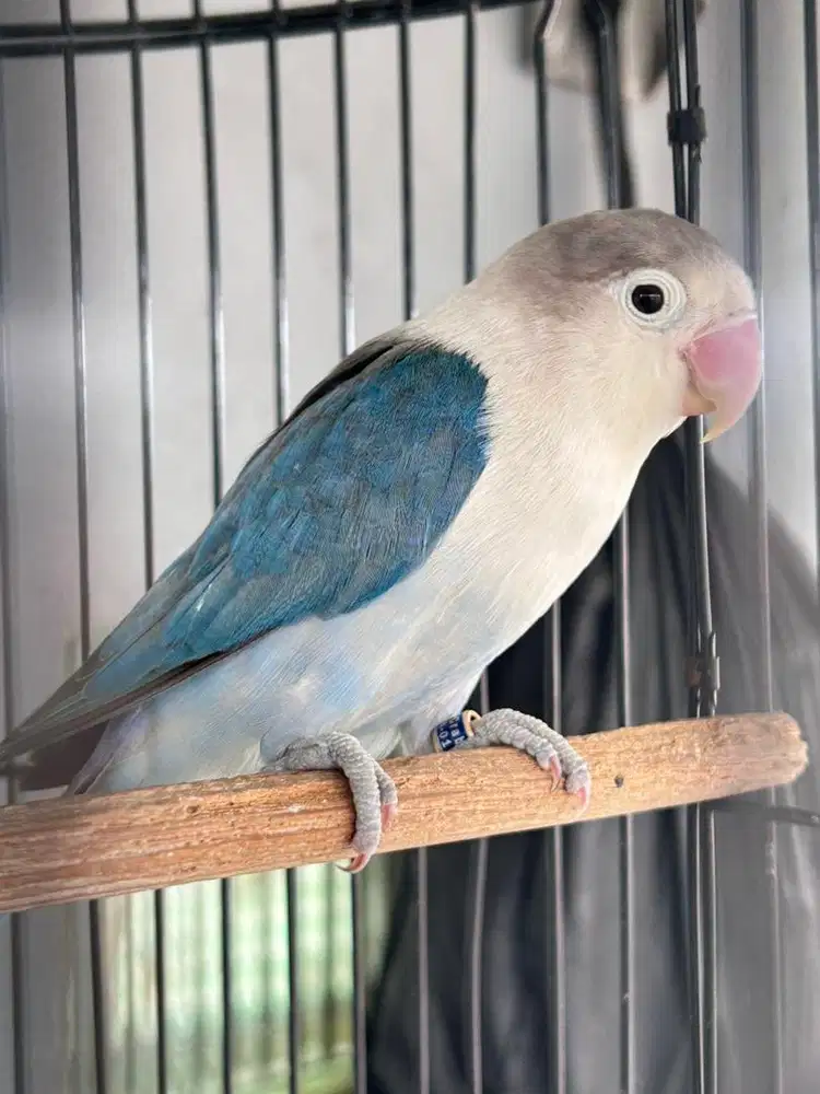 Lovebird jantan vio fischery