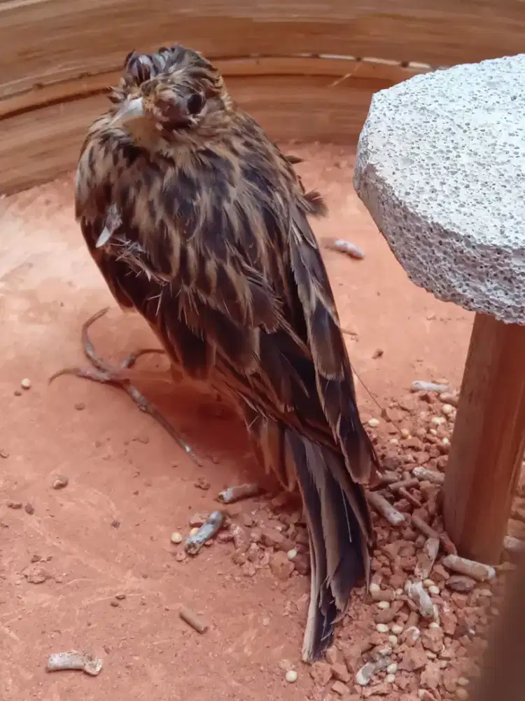 Sanma oriental mines ringan