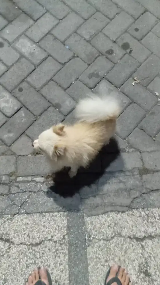 Anjing mini pom