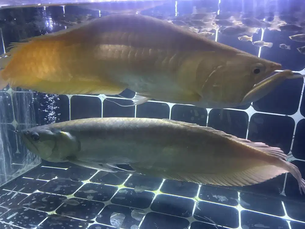 Ikan arwana silver dan albino